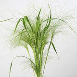 ORNAMENTAL GRASS SEEDS - PANICUM FROSTED EXPLOSION | Hardy Annual Seeds Flower Delivery