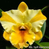 Rlc Nell Hammer 'STK' amazing cattleya clone. Near Blooming cattleya orchid clone in 2.5