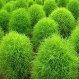 50+ Burning Bush Seeds- Kochia Scoparai Seeds-Summer Cypress-Exotic Trichophylla Plant that changes from Green in Summer to Red in Fall-G037