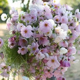 CupCake Cosmo Mix Open Pollination 100+ seed packet (OHIO grown)