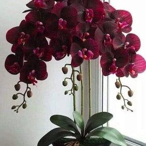 Orchid Seeds Velvet Red (15 per pack)
