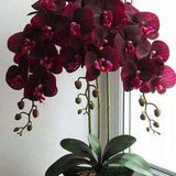 Orchid Seeds Velvet Red (15 per pack)