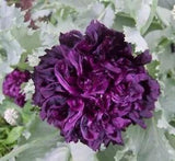 Peony-  Black- 100 Seeds- New