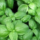 Basil ??Emily?? (genovese). 50 seeds for the garden. Annual edible aromatic herb seed. Herbs.