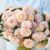 King Size Apricot Aster (Callistephus chinensis)-50+ seeds-Annual-OP-Cut flower