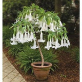 Exotic White Angel Trumpet Brugmansia suaveolens Huge Angel Seeds