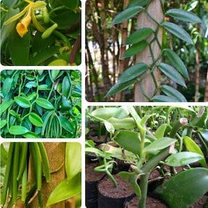 Vanilla Planifolia Orchid Plant Species Rooted Live Cuttings Vanilla Bean Plants 03 Nodes