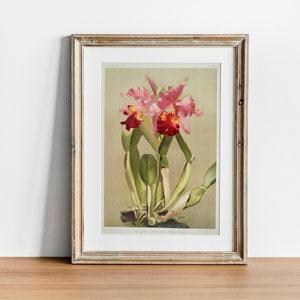 Cattleya Print, Vintage Botanical Poster Wall Art Decor, Orchid,  kitchen art,  flower art, flower wall art | CO621