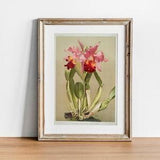 Cattleya Print, Vintage Botanical Poster Wall Art Decor, Orchid,  kitchen art,  flower art, flower wall art | CO621