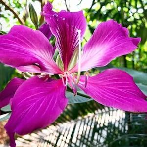 Bauhinia purpurea - Purple Orchid Tree - 10 Seeds ** Very Fresh Seeds **