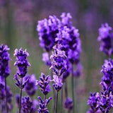 SPIKE LAVENDER SEEDS-(Lavandulia Latifolia)  Fresh seeds - Fast shipping -Safe for Bees - attracts bees -Includes growing instructions