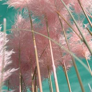 Pink Pampas Grass - Cortaderia Selloana / Massive Ornamental Grass / Pink Pampas Feather Grass Seeds