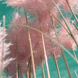 Pink Pampas Grass - Cortaderia Selloana / Massive Ornamental Grass / Pink Pampas Feather Grass Seeds