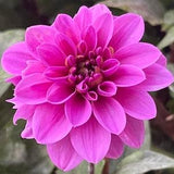 Dahlia Hypnotica Lavender 5 Seeds