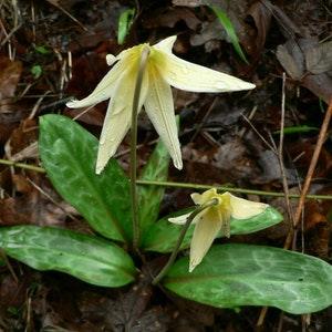 OREGON Giant White FAWN LILY Wildflower Trout Erythronium Oregonum 3 Rare Seeds