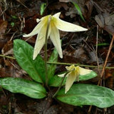 OREGON Giant White FAWN LILY Wildflower Trout Erythronium Oregonum 3 Rare Seeds