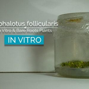 Cephalotus follicularis In Vitro (Tissue Culture)  Albany pitcher plant