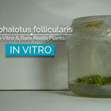 Cephalotus follicularis In Vitro (Tissue Culture)  Albany pitcher plant