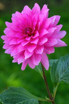 Pink dahlia flower fine art photography | Juergen Roth Flower Delivery