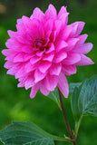 Pink dahlia flower fine art photography | Juergen Roth Flower Delivery