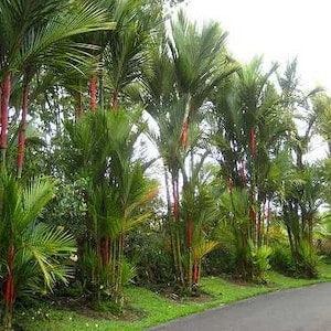 Cyrtostachys renda seeds - Lipstick Palm, Lakka Palm
