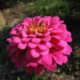 Cut and Come Again Cut Flower Zinnia elegans Easy to Grow Annual