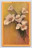 Postcard Sego Lily Utah State Flower 1940s Unposted Linen
