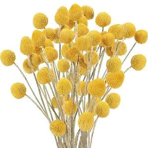 Natural Dried Flowers Craspedia Balls Flowers Billy Buttons Floral Bouquet Decor