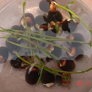 1 X Nelumbo nucifera Lotus Seeds - Self-Grow Lotus Flower Seeds for Aquarium, Pond
