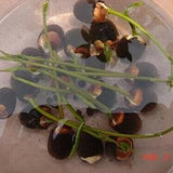 1 X Nelumbo nucifera Lotus Seeds - Self-Grow Lotus Flower Seeds for Aquarium, Pond
