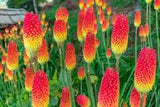 50 Flaming Torch Red Hot Poker Lily Seeds Beautiful Flower Plant