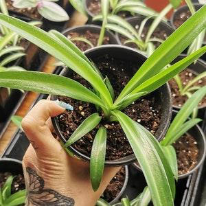 Plante Araign¡§?es (Chlorophytum)Verte non panach¡§?