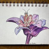 Orchid Mantis on Flower