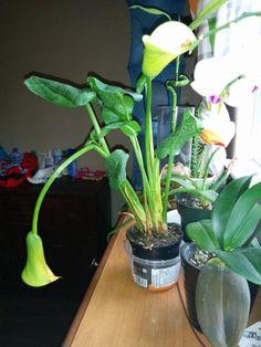 Calla Lily Problems: Reasons Why My Calla Lily Is Drooping Flower Delivery