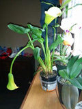 Calla Lily Problems: Reasons Why My Calla Lily Is Drooping Flower Delivery