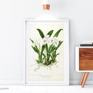 White Orchid Giclee Art Print, Vintage Botanical Orchid Flower Illustration, Archival Quality Orchid Wall Poster #165