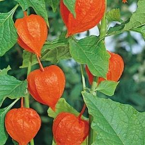 Chinese Lantern Flower Seeds/Physalis Alkekengi/Perennial   45+