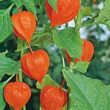 Chinese Lantern Flower Seeds/Physalis Alkekengi/Perennial   45+