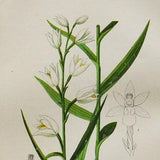 Sword-Leaved Helleborine Orchid Print - Original Antique Botanical 1880s - Cephalanthera ensifolia (plant flower seed orchidaceae white)