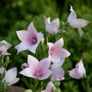 Pink Balloon Flower 15 Seeds