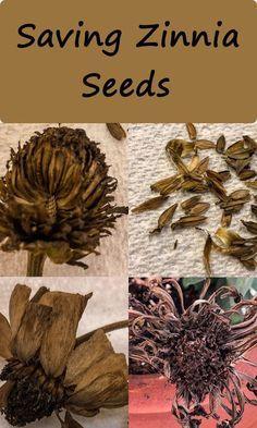 Saving Zinnia Seeds Flower Delivery
