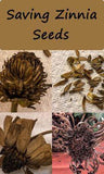 Saving Zinnia Seeds Flower Delivery
