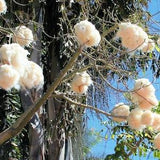 Ceiba pentandra - Kapok Tree - Silk Cotton, Samauma - 10 Seeds