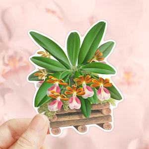 Orchids Sticker, Trichocentrum Albo Purpureum Flower, Die Cut Sticker, Water Bottler Sticker, Laptop Decal, Vinyl Sticker, Flower Sticker