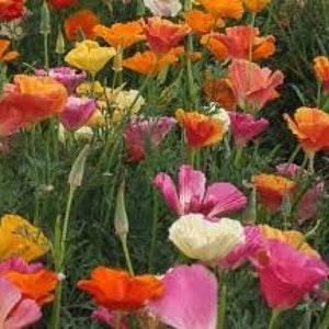 200+ Mission Bells  California Poppy Seeds -Eschscholzia Californica- B203