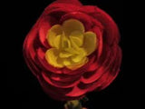 Vintage Millinery Flower Ranunculus Rich Deep Pink KN5