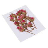 20pcs  Dried Flower  For Jewelry Making  Ornament