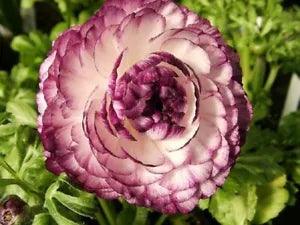 "Persian Buttercup" Purple Ranunculus Flower Seeds Beautiful Flowering Plants