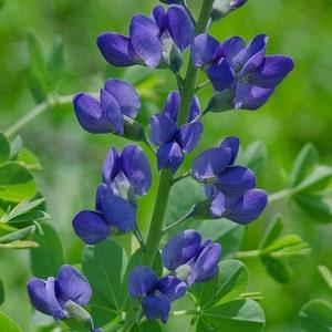 Wild False Blue Indigo - Baptisia Australis Seeds - Bee and Pollinator Safe, Chemical Free, Nectar and Host Plant. Native Perennial Flower