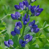 Wild False Blue Indigo - Baptisia Australis Seeds - Bee and Pollinator Safe, Chemical Free, Nectar and Host Plant. Native Perennial Flower